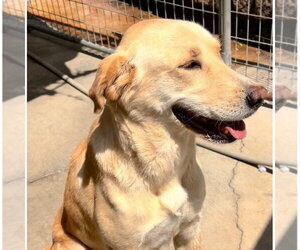 Labrador Retriever Dogs for adoption in Yardley, PA, USA