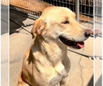 Small Labrador Retriever
