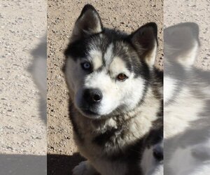 Siberian Husky Dogs for adoption in Cedar Crest, NM, USA