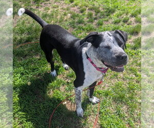 Cosma - Female Pointer-Unknown Mix Dog for Adoption - Photo #23