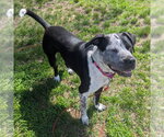 Small Photo #23 Pointer-Unknown Mix Puppy For Sale in Minneapolis, MN, USA