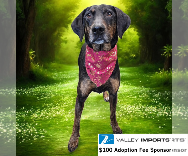 Medium Photo #2 Mutt Puppy For Sale in Fargo, ND, USA