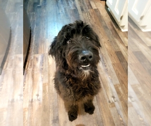 Labradoodle Dogs for adoption in HARRIMAN, TN, USA