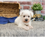 Small #14 Schnauzer (Miniature)