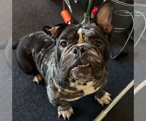 Bulldog-Unknown Mix Dogs for adoption in Las Vegas, NV, USA