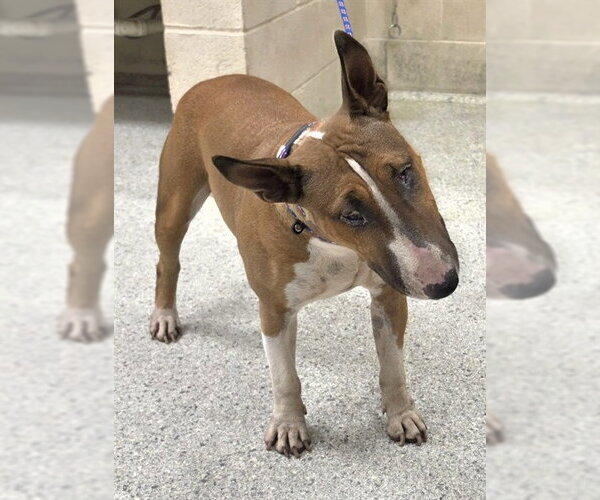 Medium Photo #1 Bull Terrier-Unknown Mix Puppy For Sale in Conroe, TX, USA