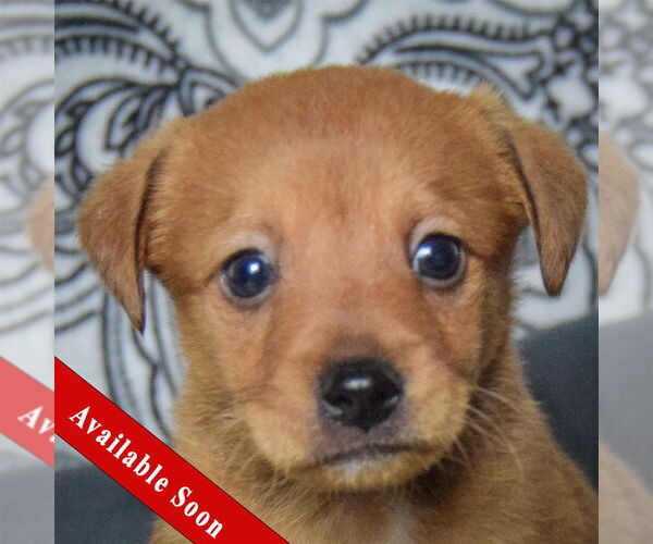 Medium Photo #1 Chiweenie Puppy For Sale in Huntley, IL, USA