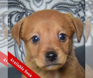 Chiweenie Dogs for adoption in Huntley, IL, USA
