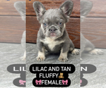 Small #3 French Bulldog