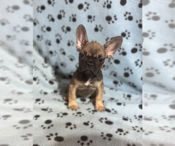 Medium Photo #2 French Bulldog Puppy For Sale in DICKERSON, MD, USA