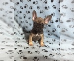 Small #1 French Bulldog