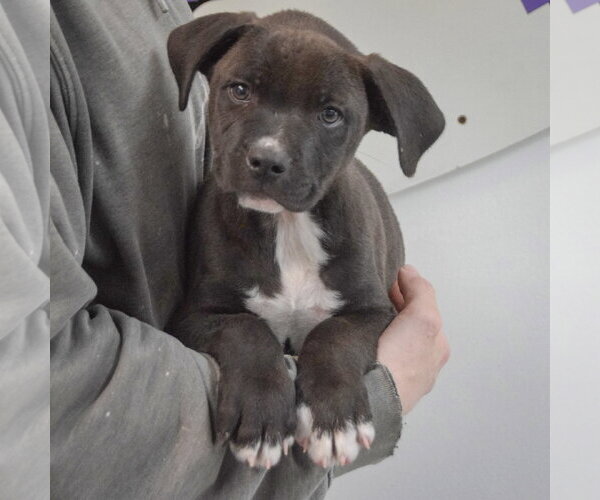 Medium Photo #3 Boxer-Unknown Mix Puppy For Sale in Huntley, IL, USA