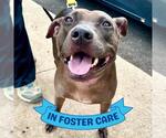Small #2 American Staffordshire Terrier Mix