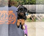 Small Photo #3 Rottweiler Puppy For Sale in NIPOMO, CA, USA