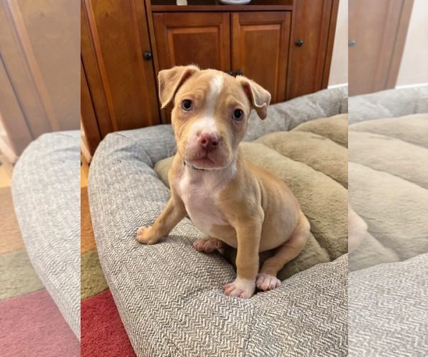 Medium Photo #2 Mutt Puppy For Sale in Derwood, MD, USA