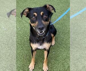 Black and Tan Coonhound-Unknown Mix Dogs for adoption in Fayetteville, NC, USA