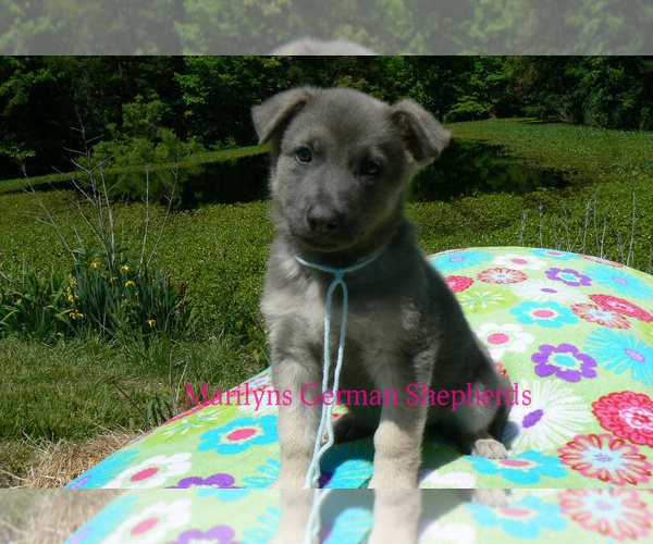 Medium Photo #3 German Shepherd Dog Puppy For Sale in PIEDMONT, MO, USA