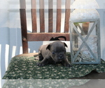 Small Photo #9 French Bulldog Puppy For Sale in SEARS, MI, USA