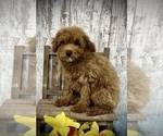 Image preview for Ad Listing. Nickname: Rosco
