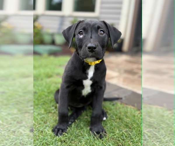 Medium Photo #4 Labrador Retriever-Unknown Mix Puppy For Sale in Greenville, SC, USA