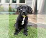 Small #3 Labrador Retriever Mix