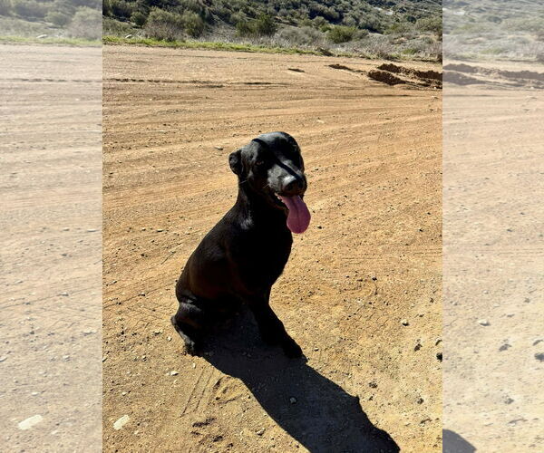 Medium Photo #4 Labrador Retriever-Unknown Mix Puppy For Sale in San Diego, CA, USA