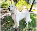 Small #2 Great Pyrenees