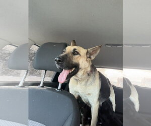 Harley (Planet mama) - Female German Shepherd Dog Dog for Adoption - Photo #9