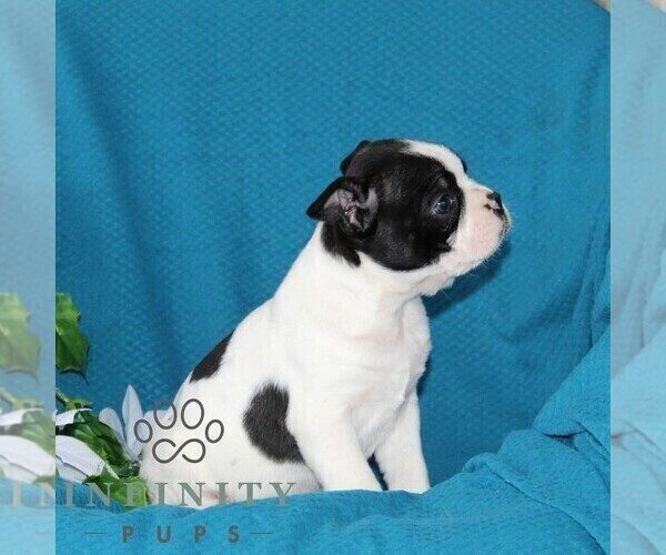 Medium Photo #3 Boston Terrier Puppy For Sale in QUARRYVILLE, PA, USA