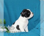 Small #2 Boston Terrier