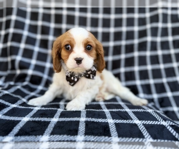 Medium Photo #2 Cavalier King Charles Spaniel Puppy For Sale in LAKELAND, FL, USA