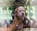 Small #1 American Bulldog