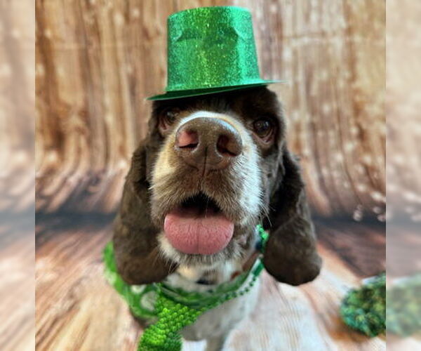 Medium Photo #2 Cocker Spaniel Puppy For Sale in Arlington, VA, USA