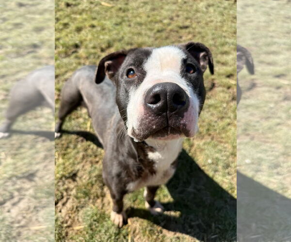 Medium Photo #7 American Pit Bull Terrier-Unknown Mix Puppy For Sale in Germantown, OH, USA