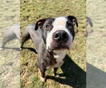 Small #6 American Pit Bull Terrier Mix