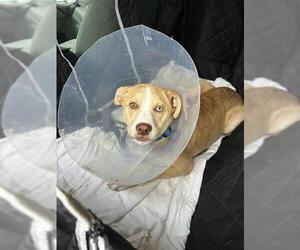 American Bulldog-Unknown Mix Dogs for adoption in San Antonio, TX, USA