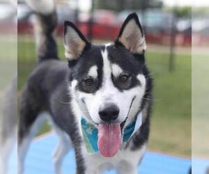 Siberian Husky-Unknown Mix Dogs for adoption in San Antonio, TX, USA