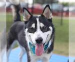 Small Siberian Husky Mix