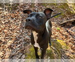 Small #5 American Pit Bull Terrier Mix