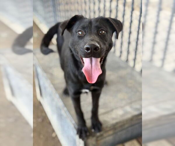 Medium Photo #2 Labrador Retriever Puppy For Sale in Riverside, CA, USA