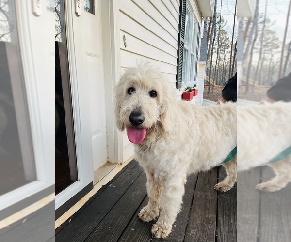 Medium Photo #13 Goldendoodle Puppy For Sale in TIMBERLAKE, NC, USA