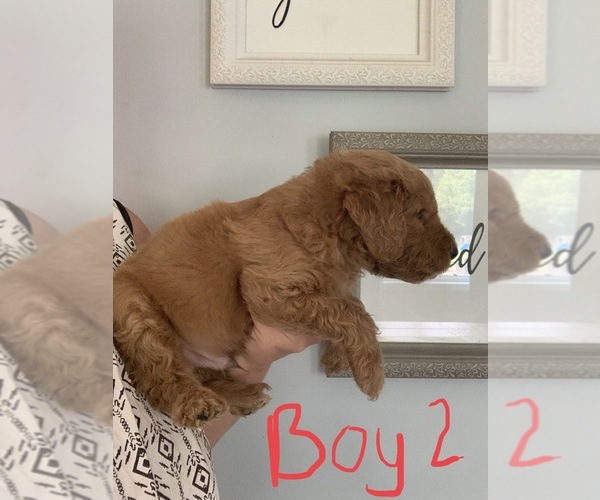 Medium Photo #5 Goldendoodle Puppy For Sale in MONTICELLO, IN, USA