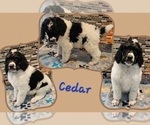Puppy Cedar Poodle (Standard)
