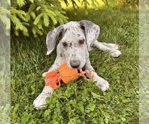 Great Dane Puppy for Sale in MIDDLEBURY, Indiana USA