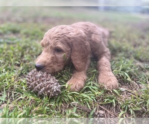 Goldendoodle Puppy for sale in STUDIO CITY, CA, USA