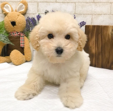 Medium Photo #1 Poodle (Toy) Puppy For Sale in SAN FRANCISCO, CA, USA