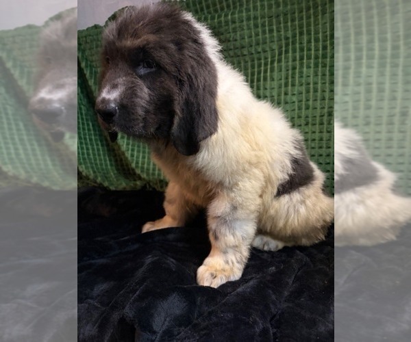 Medium Photo #11 Newfoundland Puppy For Sale in AURORA, IN, USA