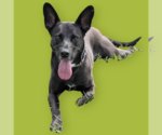Small #2 Breeder Profile image