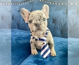 French Bulldog Puppy for Sale in NEW YORK, New York USA