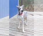 Small Photo #9 Great Dane Puppy For Sale in ALVARADO, TX, USA
